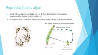 Reprodução das algas
 A reprodução assexuada pode ser por divisão binária (unicelulares) ou
fragmentação do talo (multicelulares);
 Ou esporulação, formação de esporos resistentes a adversidades ambientais;
 