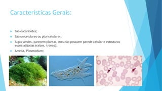 Características Gerais:
 São eucariontes;
 São unicelulares ou pluricelulares;
 Algas verdes, parecem plantas, mas não possuem parede celular e estruturas
especializadas (raízes, tronco);
 Ameba, Plasmodium;
 