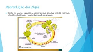 Reprodução das Algas
 Porém em algumas algas ocorre a alternância de gerações, onde há indivíduos
diploides e haploides e reprodução sexuada e assexuada.
 