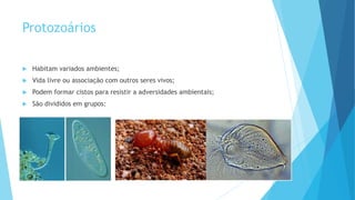 Protozoários
 Habitam variados ambientes;
 Vida livre ou associação com outros seres vivos;
 Podem formar cistos para resistir a adversidades ambientais;
 São divididos em grupos:
 