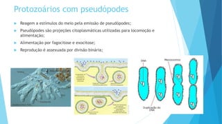 Protozoários com pseudópodes
 Reagem a estímulos do meio pela emissão de pseudópodes;
 Pseudópodes são projeções citoplasmáticas utilizadas para locomoção e
alimentação;
 Alimentação por fagocitose e exocitose;
 Reprodução é assexuada por divisão binária;
 