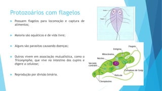 Protozoários com flagelos
 Possuem flagelos para locomoção e captura de
alimentos;
 Maioria são aquáticos e de vida livre;
 Alguns são parasitas causando doenças;
 Outros vivem em associação mutualística, como o
Triconympha, que vive no intestino dos cupins e
digere a celulose;
 Reprodução por divisão binária.
 