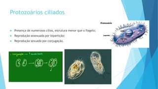 Protozoários ciliados
 Presença de numerosos cílios, estrutura menor que o flagelo;
 Reprodução assexuada por bipartição;
 Reprodução sexuada por conjugação.
 