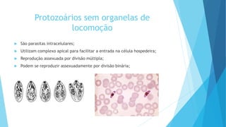 Protozoários sem organelas de
locomoção
 São parasitas intracelulares;
 Utilizam complexo apical para facilitar a entrada na célula hospedeira;
 Reprodução assexuada por divisão múltipla;
 Podem se reproduzir assexuadamente por divisão binária;
 