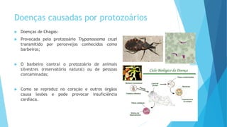 Doenças causadas por protozoários
 Doenças de Chagas:
 Provocada pelo protozoário Trypanossoma cruzi
transmitido por percevejos conhecidos como
barbeiros;
 O barbeiro contrai o protozoário de animais
silvestres (reservatório natural) ou de pessoas
contaminadas;
 Como se reproduz no coração e outros órgãos
causa lesões e pode provocar insuficiência
cardíaca.
 