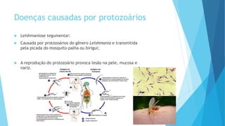 Doenças causadas por protozoários
 Leishmaniose tegumentar:
 Causada por protozoários do gênero Leishmania e transmitida
pela picada do mosquito-palha ou birigui;
 A reprodução do protozoário provoca lesão na pele, mucosa e
nariz.
 