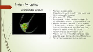 Phylum Pyrrophyta
Dinoflagelados, Ceratium
• Animales microscópicos
• 2 flagelos uno como cinturón y otro como cola
(alimentación y locomoción)
• Miden entre 50 y 500um
• Armadura de celulosa con incrustaciones de
sílice (división por ausencia o presencia de esta)
• Algunos forman zooxantelas que son especies
que han perdido su armadura y flagelos por lo q
viven en simbiosis en los tejidos de moluscos,
anémonas de mar, medusas y corales.
• Responsables de los arrecifes de coral
• Algunas especies forman floraciones de algas
• Segundo grupo de importancia del fitoplancton
• Forman las mareas rojas (toxinas potentes)
 
