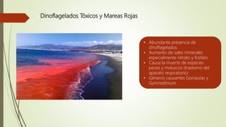 Dinoflagelados Tóxicos y Mareas Rojas
• Abundante presencia de
dinoflagelados
• Aumento de sales minerales
especialmente nitrato y fosfato
• Causa la muerte de especies
peces y moluscos (trastorno del
aparato respiratorio)
• Géneros causantes Goniaulax y
Gymnodinium
 