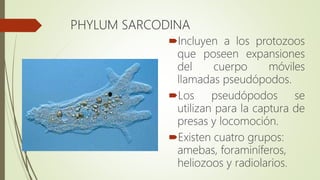 PHYLUM SARCODINA
Incluyen a los protozoos
que poseen expansiones
del cuerpo móviles
llamadas pseudópodos.
Los pseudópodos se
utilizan para la captura de
presas y locomoción.
Existen cuatro grupos:
amebas, foraminíferos,
heliozoos y radiolarios.
 