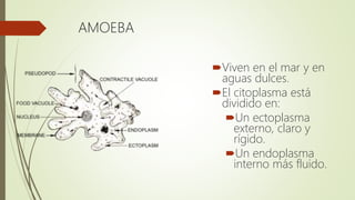 AMOEBA
Viven en el mar y en
aguas dulces.
El citoplasma está
dividido en:
Un ectoplasma
externo, claro y
rígido.
Un endoplasma
interno más fluido.
 
