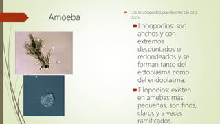 Amoeba
 Los seudópodos pueden ser de dos
tipos:
Lobopodios: son
anchos y con
extremos
despuntados o
redondeados y se
forman tanto del
ectoplasma como
del endoplasma.
Filopodios: existen
en amebas más
pequeñas, son finos,
claros y a veces
ramificados.
 