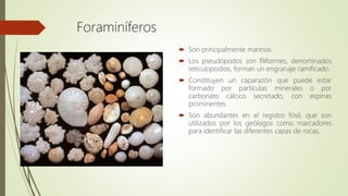Foraminíferos
 Son principalmente marinos.
 Los pseudópodos son filiformes, denominados
retículopodios, forman un engranaje ramificado.
 Constituyen un caparazón que puede estar
formado por partículas minerales o por
carbonato cálcico secretado, con espinas
prominentes.
 Son abundantes en el registro fósil, que son
utilizados por los geólogos como marcadores
para identificar las diferentes capas de rocas.
 