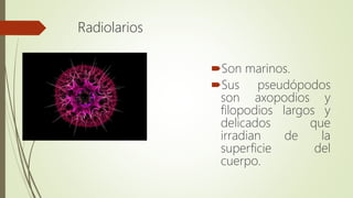 Radiolarios
Son marinos.
Sus pseudópodos
son axopodios y
filopodios largos y
delicados que
irradian de la
superficie del
cuerpo.
 