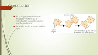 Reproducción
 En la mayor parte de amebas,
heliozoos y radiolarios, la
reproducción asexual se produce
por división binaria.
 La ameba se divide en dos células
hijas.
 