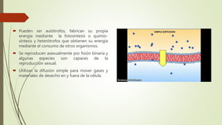  Pueden ser autótrofos, fabrican su propia
energía mediante la fotosíntesis o quimio-
síntesis y heterótrofos que obtienen su energía
mediante el consumo de otros organismos.
 Se reproducen asexualmente por fisión binaria y
algunas especies son capaces de la
reproducción sexual.
 Utilizan la difusión simple para mover gases y
materiales de desecho en y fuera de la célula.
 