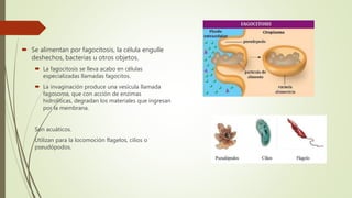  Se alimentan por fagocitosis, la célula engulle
deshechos, bacterias u otros objetos.
 La fagocitosis se lleva acabo en células
especializadas llamadas fagocitos.
 La invaginación produce una vesícula llamada
fagosoma, que con acción de enzimas
hidrolíticas, degradan los materiales que ingresan
por la membrana.
Son acuáticos.
Utilizan para la locomoción flagelos, cilios o
pseudópodos.
 