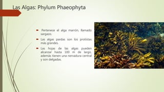 Las Algas: Phylum Phaeophyta
 Pertenece el alga marrón, llamado
sargazo.
 Las algas pardas son los protistas
más grandes.
 Las hojas de las algas pueden
alcanzar hasta 100 m de largo,
además tienen una nervadura central
y son delgadas.
 