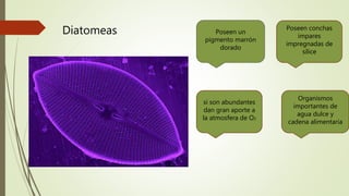 Diatomeas Poseen un
pigmento marrón
dorado
si son abundantes
dan gran aporte a
la atmosfera de O2
Poseen conchas
impares
impregnadas de
sílice
Organismos
importantes de
agua dulce y
cadena alimentaria
 
