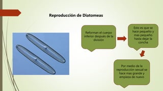 Reforman el cuerpo
inferior después de la
división
Esto es que se
hace pequeño y
mas pequeño
hasta dejar la
concha
Reproducción de Diatomeas
Por medio de la
reproducción sexual se
hace mas grande y
empieza de nuevo
 