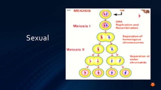 Sexual Reproduction In Protists Reino protista | PPTX