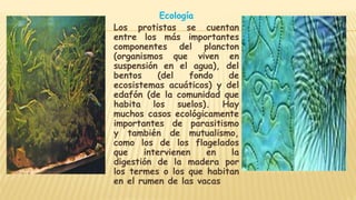 Ecología
Los protistas se cuentan
entre los más importantes
componentes del plancton
(organismos que viven en
suspensión en el agua), del
bentos (del fondo de
ecosistemas acuáticos) y del
edafón (de la comunidad que
habita los suelos). Hay
muchos casos ecológicamente
importantes de parasitismo
y también de mutualismo,
como los de los flagelados
que intervienen en la
digestión de la madera por
los termes o los que habitan
en el rumen de las vacas
 