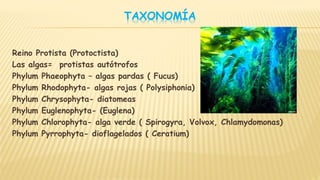 TAXONOMÍA
Reino Protista (Protoctista)
Las algas= protistas autótrofos
Phylum Phaeophyta – algas pardas ( Fucus)
Phylum Rhodophyta- algas rojas ( Polysiphonia)
Phylum Chrysophyta- diatomeas
Phylum Euglenophyta- (Euglena)
Phylum Chlorophyta- alga verde ( Spirogyra, Volvox, Chlamydomonas)
Phylum Pyrrophyta- dioflagelados ( Ceratium)
 