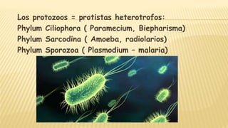 Los protozoos = protistas heterotrofos:
Phylum Ciliophora ( Paramecium, Biepharisma)
Phylum Sarcodina ( Amoeba, radiolarios)
Phylum Sporozoa ( Plasmodium – malaria)
 
