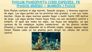 PHYLUM PHAEOPHYTA (1500 ESPECIES, FR
PHAIOS GRIEGO = MARRÓN.) FUCUS
Este Phylum contiene el alga marrón, llamado sargazo, y diversas especies
de algas. Las algas pardas son los protistas más grandes, y son casi todos
marinos. Hojas de algas marinas pueden llegar a medir hasta 100 metros
de largo. Las algas pardas tienen hojas finas con una nervadura central o
estípite. Al igual que todas las algas, sus hojas son delgadas, ya que
carecen de los complejos tejidos conductores de las plantas verdes
(floema) y tienen que depender de la difusión simple, aunque algunas algas
tienen floema como en las plantas para dirigir las células del nervio
central.
 
