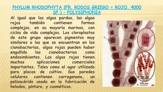 PHYLUM RHODOPHYTA (FR, RODOS GRIEGO = ROJO, 4000
SP.) – POLYSIPHONIA
Al igual que las algas pardas, las algas
rojas también contienen formas
complejas, en su mayoría marinas, con
ciclos de vida complejos. Los cloroplastos
de este grupo aparecen pigmentos muy
similares a las que se encuentran en las
cianobacterias, algas rojas pueden haber
engullido las cianobacterias como
endosimbiontes. Las algas rojas tienen
muchas aplicaciones comerciales
importantes. Tales como el agar utilizado
para placas de cultivo. Sus paredes
celulares contienen carragenano, un
polisacárido usado en la fabricación de
helados, pintura, y cosméticos.
 