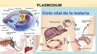 PLASMODIUM
 