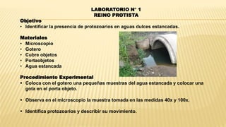 LABORATORIO N° 1
REINO PROTISTA
Objetivo
• Identificar la presencia de protozoarios en aguas dulces estancadas.
Materiales
• Microscopio
• Gotero
• Cubre objetos
• Portaobjetos
• Agua estancada
Procedimiento Experimental
 Coloca con el gotero una pequeñas muestras del agua estancada y colocar una
gota en el porta objeto.
 Observa en el microscopio la muestra tomada en las medidas 40x y 100x.
 Identifica protozoarios y describir su movimiento.
 