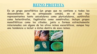 REINO PROTISTA
Es un grupo parafilético (un grupo que no contiene a todos los
descendientes de su antepasado común), en el que hay
representantes tanto unicelulares como pluricelulares, autótrofos
como heterótrofos, fagótrofos como osmótrofos; incluye grupos
monofiléticos como los ciliados, junto a formas estrechamente
relacionadas con alguno de los otros reinos eucarióticos, aunque hay
una tendencia a incluir a éstos dentro de esos reinos.
 