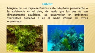 Hábitat
Ninguno de sus representantes está adaptado plenamente a
la existencia en el aire, de modo que los que no son
directamente acuáticos, se desarrollan en ambientes
terrestres húmedos o en el medio interno de otros
organismos.
 