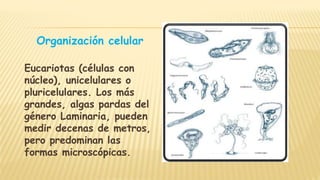 Organización celular
Eucariotas (células con
núcleo), unicelulares o
pluricelulares. Los más
grandes, algas pardas del
género Laminaria, pueden
medir decenas de metros,
pero predominan las
formas microscópicas.
 