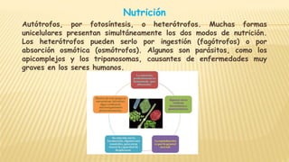 Nutrición
Autótrofos, por fotosíntesis, o heterótrofos. Muchas formas
unicelulares presentan simultáneamente los dos modos de nutrición.
Los heterótrofos pueden serlo por ingestión (fagótrofos) o por
absorción osmótica (osmótrofos). Algunos son parásitos, como los
apicomplejos y los tripanosomas, causantes de enfermedades muy
graves en los seres humanos.
 