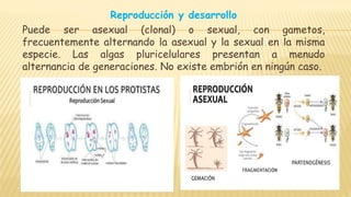 Reproducción y desarrollo
Puede ser asexual (clonal) o sexual, con gametos,
frecuentemente alternando la asexual y la sexual en la misma
especie. Las algas pluricelulares presentan a menudo
alternancia de generaciones. No existe embrión en ningún caso.
 