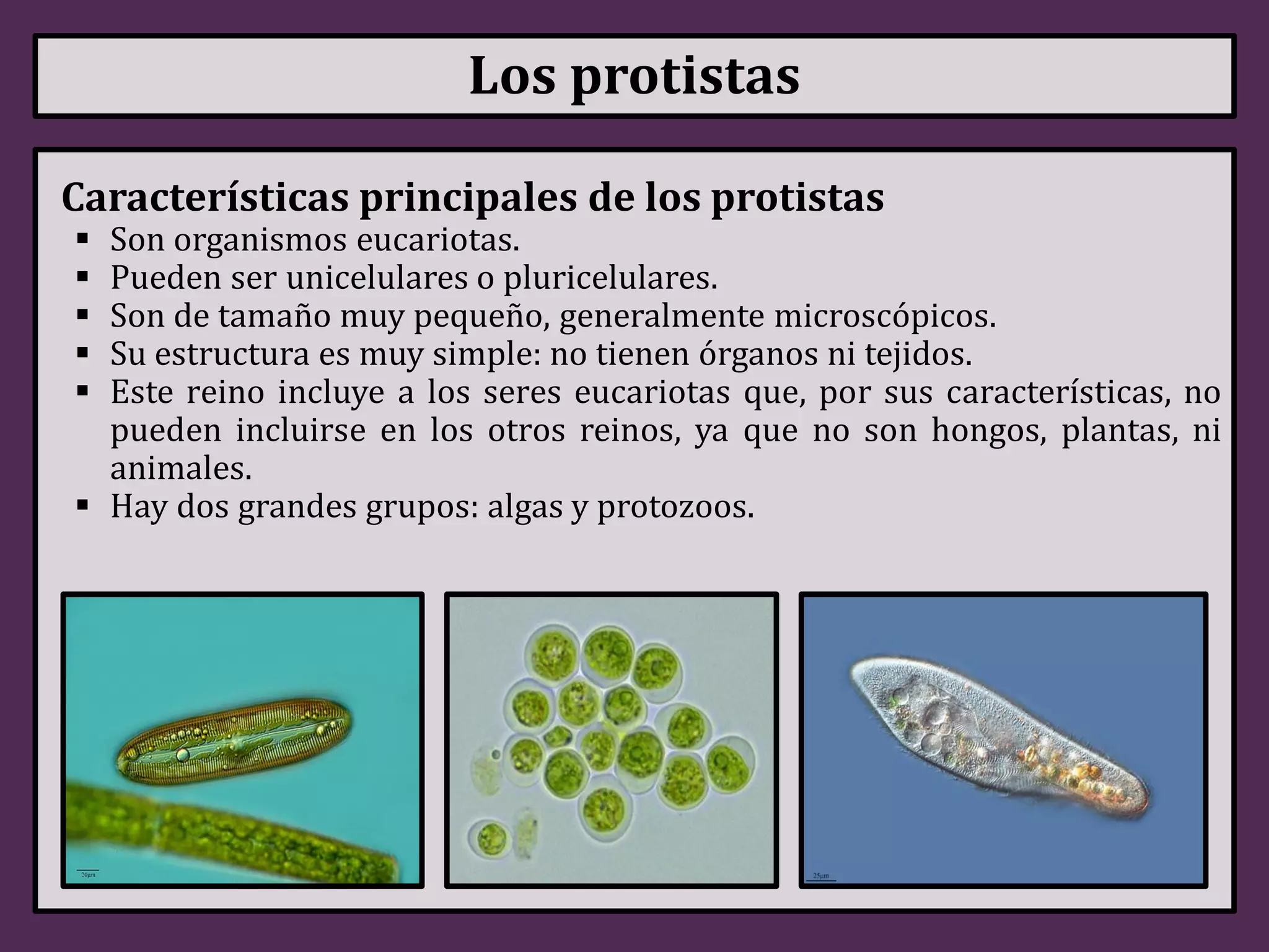 Reino Protista | PDF