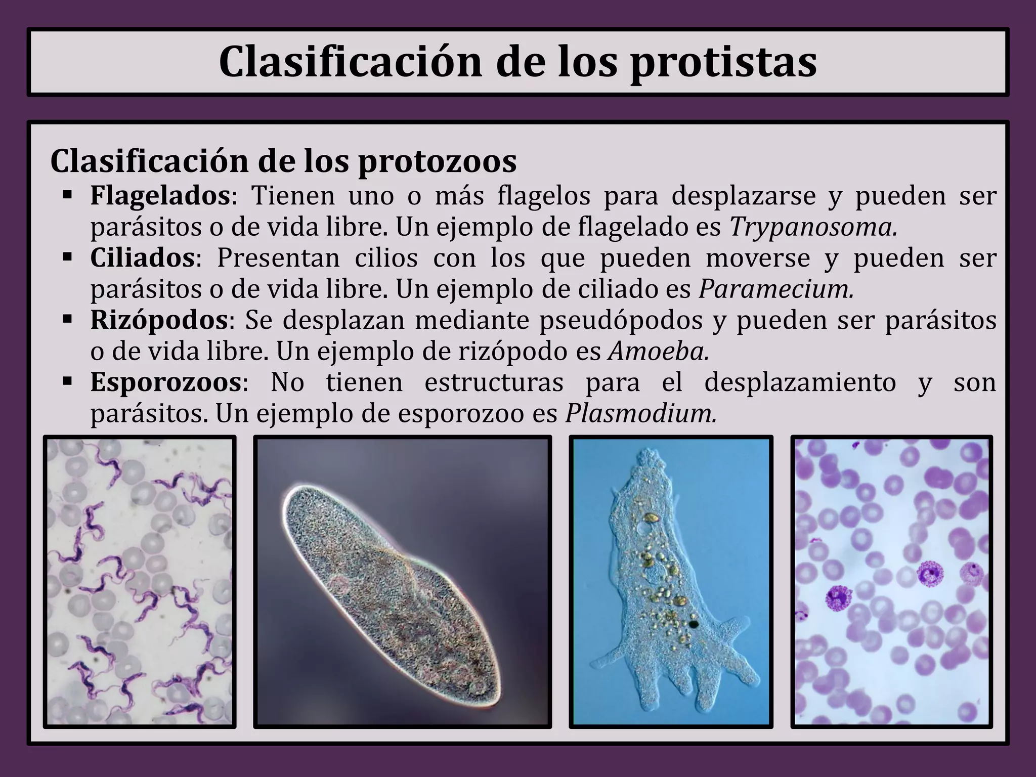 Reino Protista | PDF