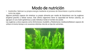 Modo de nutrición
• Autótrofos: fabrican su propia energía mediante el proceso de fotosíntesis o quimio-síntesis
como las algas.
Algunos protistas capaces de sintetizar su propio alimento por medio de fotosíntesis son las euglenas
(Euglena gracilis) y Volvox aureus. Este último organismo tiene la capacidad de formar colonias, se
agrupan en una matriz gelatinosa y cada individuo recibe el nombre de zooide.
Las euglenas y otras especies como Ochromonas mutabilis y Petalomonas mediocanellatason capaces de
utilizar al mismo tiempo o en ocasiones distintas más de un tipo de nutrientes.
 