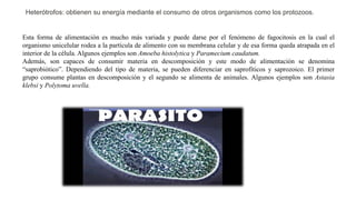 Heterótrofos: obtienen su energía mediante el consumo de otros organismos como los protozoos.
Esta forma de alimentación es mucho más variada y puede darse por el fenómeno de fagocitosis en la cual el
organismo unicelular rodea a la partícula de alimento con su membrana celular y de esa forma queda atrapada en el
interior de la célula. Algunos ejemplos son Amoeba histolytica y Paramecium caudatum.
Además, son capaces de consumir materia en descomposición y este modo de alimentación se denomina
“saprobiótico”. Dependiendo del tipo de materia, se pueden diferenciar en saprofíticos y saprozoico. El primer
grupo consume plantas en descomposición y el segundo se alimenta de animales. Algunos ejemplos son Astasia
klebsi y Polytoma uvella.
 