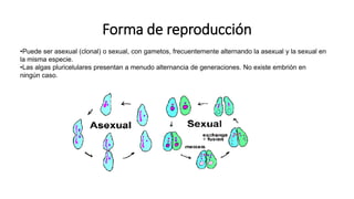 Forma de reproducción
•Puede ser asexual (clonal) o sexual, con gametos, frecuentemente alternando la asexual y la sexual en
la misma especie.
•Las algas pluricelulares presentan a menudo alternancia de generaciones. No existe embrión en
ningún caso.
 