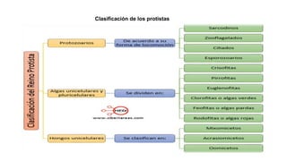 Clasificación de los protistas
 