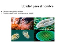 Utilidad para el hombre
• Descomponen materia orgánica
• Producen casi la mitad de oxigeno en el planeta
 