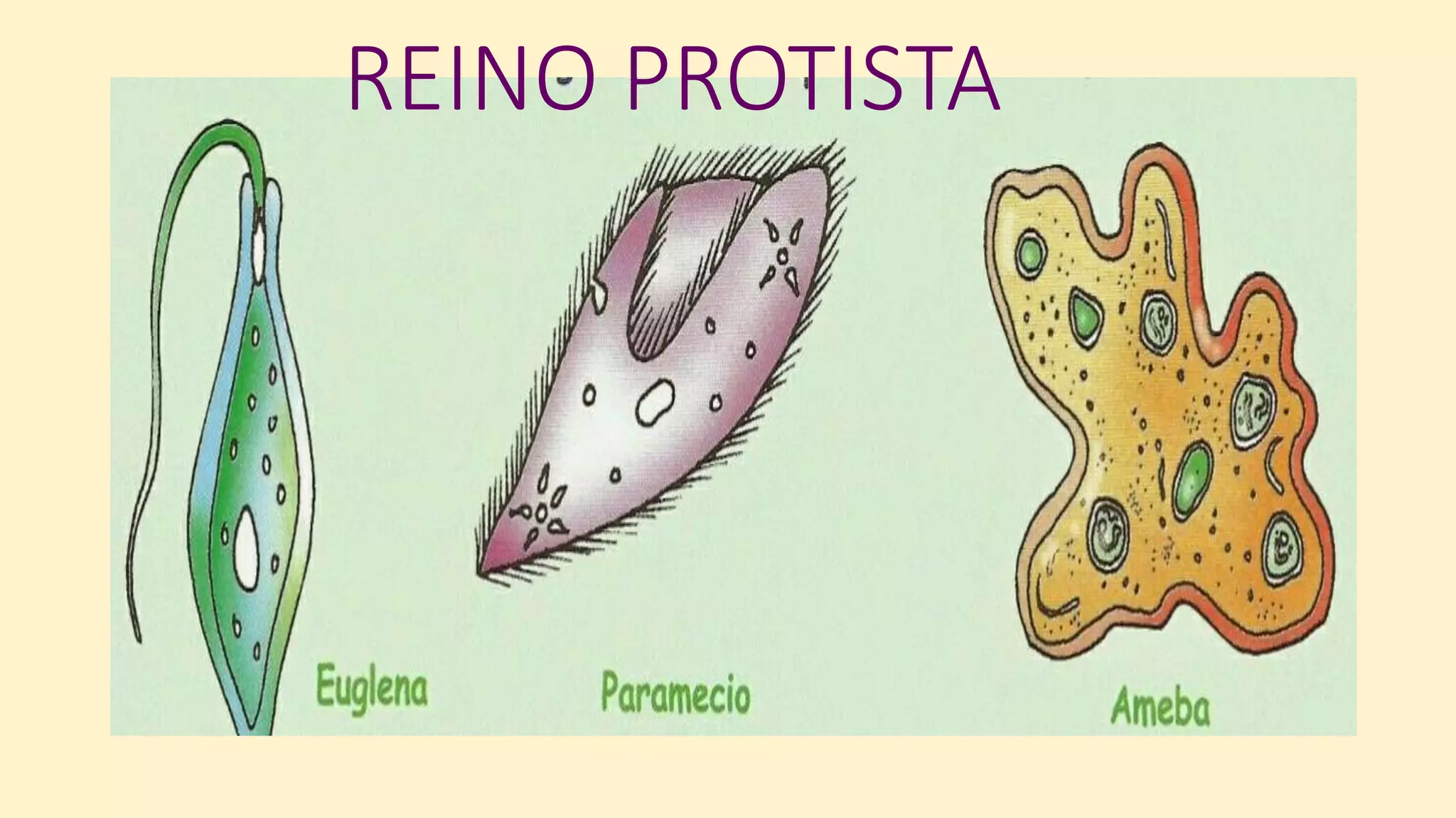 Reino protista | PPTX
