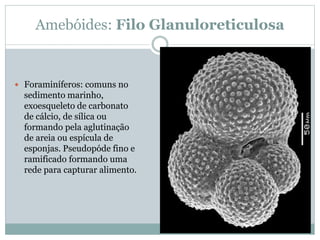 Amebóides: Filo Glanuloreticulosa
 Foraminíferos: comuns no
sedimento marinho,
exoesqueleto de carbonato
de cálcio, de sílica ou
formando pela aglutinação
de areia ou espícula de
esponjas. Pseudopóde fino e
ramificado formando uma
rede para capturar alimento.
 