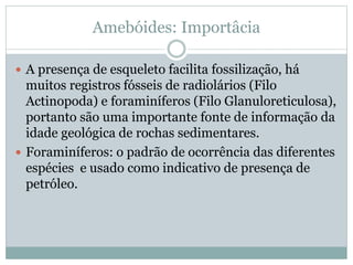 Amebóides: Importâcia
 A presença de esqueleto facilita fossilização, há
muitos registros fósseis de radiolários (Filo
Actinopoda) e foraminíferos (Filo Glanuloreticulosa),
portanto são uma importante fonte de informação da
idade geológica de rochas sedimentares.
 Foraminíferos: o padrão de ocorrência das diferentes
espécies e usado como indicativo de presença de
petróleo.
 