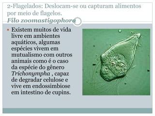 2-Flagelados: Deslocam-se ou capturam alimentos
por meio de flagelos.
Filo zoomastigophora
 Existem muitos de vida
livre em ambientes
aquáticos, algumas
espécies vivem em
mutualismo com outros
animais como é o caso
da espécie do gênero
Trichonympha , capaz
de degradar celulose e
vive em endossimbiose
em intestino de cupins.
 