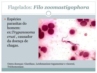 Flagelados: Filo zoomastigophora
 Espécies
parasitas do
homem:
ex:Trypanosoma
cruzi , causador
da doença de
chagas.
Outra doenças: Giardíase, Leishmaniose tegumentar e visceral,
Trichomoniase.
 