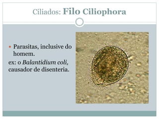 Ciliados: Filo Ciliophora
 Parasitas, inclusive do
homem.
ex: o Balantidium coli,
causador de disenteria.
 