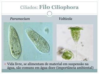 Ciliados: Filo Ciliophora
Paramecium Volticela

 Vida livre, se alimentam de material em suspensão na
água, são comuns em água doce (importância ambiental)
 